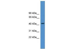 WB Suggested Anti-PSMC3 Antibody Titration: 0. (PSMC3 antibody  (N-Term))