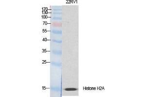 Western Blot (WB) analysis of specific cells using Histone H2A. (H2AFX antibody  (Ser465))