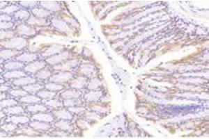 Immunohistochemistry analysis of paraffin-embedded mouse colon using,NT5C1B (ABIN7072861) at dilution of 1: 1200