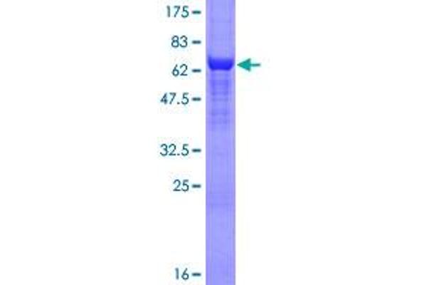 EIF4A3 Protein (AA 1-411) (GST tag)