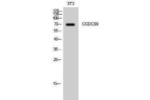 Western Blotting (WB) image for anti-Coiled-Coil Domain Containing 99 (CCDC99) (C-Term) antibody (ABIN3183716) (CCDC99 antibody  (C-Term))