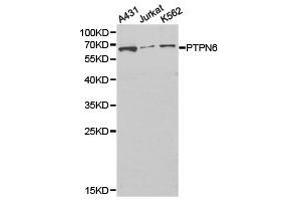 Western Blotting (WB) image for anti-Protein-tyrosine Phosphatase 1C (PTPN6) antibody (ABIN1874455) (SHP1 antibody)