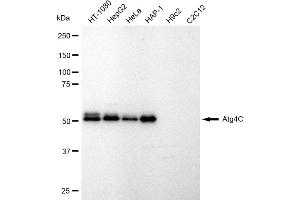 Western blotting analysis using Atg4C antibody (ABIN7797711).
