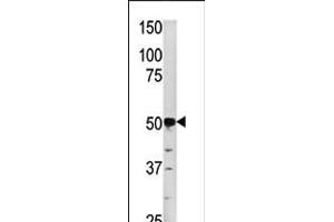 Western blot analysis of anti-PGK2 in HepG2 cell line lysate (35ug/lane) (PGK2 antibody  (N-Term))