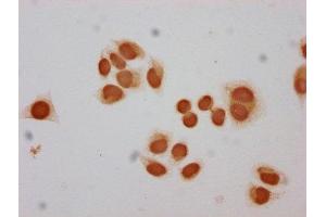 Immunocytochemistry analysis of ABIN7139590 diluted at 1:30 and staining in Hela cells performed on a Leica BondTM system. (Histone H2B antibody  (meLys12))