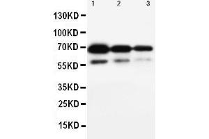 Western Blotting (WB) image for anti-CD34 (CD34) (AA 366-382), (C-Term) antibody (ABIN3044374)