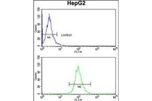 ELOVL6 Antibody (N-term) (ABIN390425 and ABIN2840812) flow cytometry analysis of HepG2 cells (bottom histogram) compared to a negative control cell (top histogram). (ELOVL6 antibody  (N-Term))