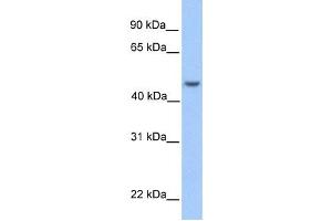 Western Blotting (WB) image for anti-Ankyrin Repeat and SOCS Box Containing 6 (ASB6) antibody (ABIN2459664) (ASB6 antibody)