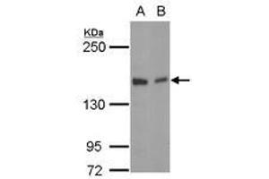 Image no. 1 for anti-Golgi Glycoprotein 1 (GLG1) (C-Term) antibody (ABIN1491926) (GLG1 antibody  (C-Term))