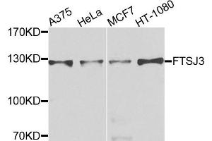 Western blot analysis of extracts of various cells, using FTSJ3 antibody. (FTSJ3 antibody)