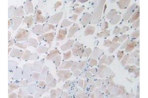 IHC-P analysis of Mouse Skeletal Muscle Tissue, with DAB staining. (GNRH1 antibody  (AA 22-90))