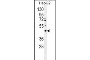 LRTM2 anticorps  (C-Term)
