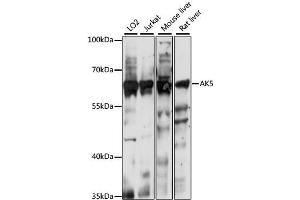 Western blot analysis of extracts of various cell lines, using AK5 antibody. (Adenylate Kinase 5 antibody)