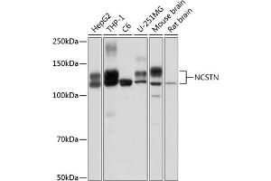 Western blot analysis of extracts of various cell lines, using NCSTN Polyclonal Antibody (ABIN1681053, ABIN3015074, ABIN3015075 and ABIN6213629) at 1:1000 dilution. (Nicastrin antibody  (AA 429-669))