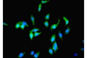 Immunofluorescent analysis of Hela cells using ABIN7163258 at dilution of 1:100 and Alexa Fluor 488-congugated AffiniPure Goat Anti-Rabbit IgG(H+L) (PCK1 antibody  (AA 1-622))