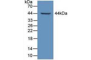 LTBP1 antibody  (AA 1415-1712)
