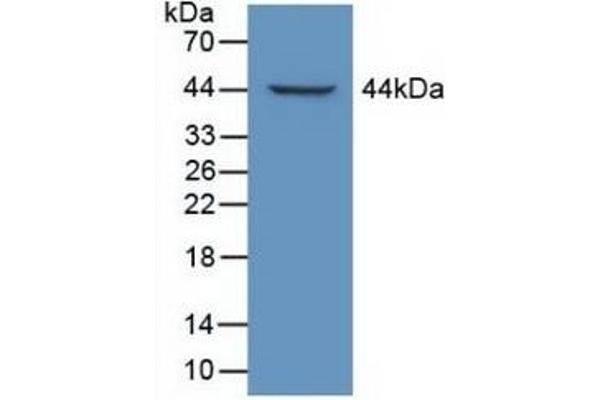 LTBP1 antibody  (AA 1415-1712)