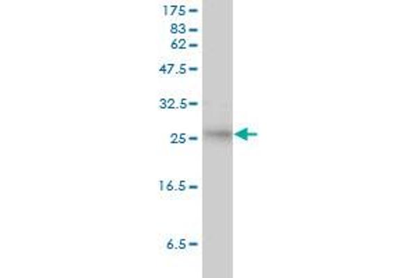 SMN2 antibody  (AA 1-282)