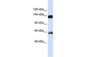 RAPGEF1 antibody used at 1 ug/ml to detect target protein. (GRF2 antibody)
