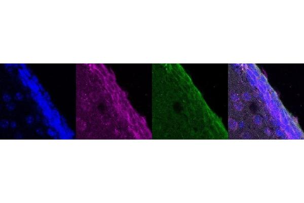 CCDC153 antibody
