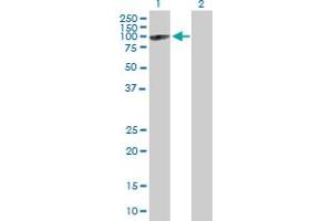 Western Blot analysis of MX2 expression in transfected 293T cell line by MX2 MaxPab polyclonal antibody.