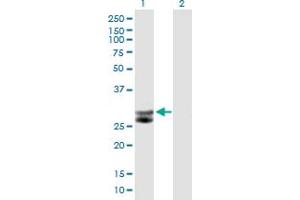 Western Blot analysis of CTSG expression in transfected 293T cell line by CTSG MaxPab polyclonal antibody. (Cathepsin G antibody  (AA 1-255))