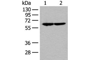 Western blot analysis of Jurkat and Raji cell lysates using SF3A3 Polyclonal Antibody at dilution of 1:200 (SF3A3 antibody)