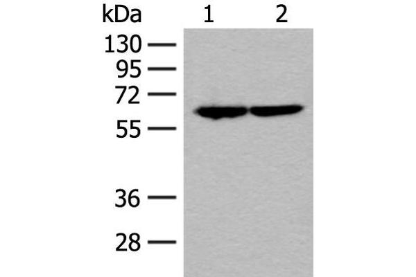 SF3A3 anticorps