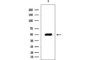 Western blot analysis of lysates from Rat brain, using G3BP-1 Mouse Monoclonal Antibody at 1/1000 dilution.