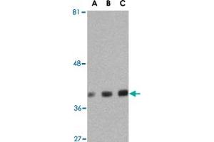 Western blot analysis of GAPDH in HeLa cell lysate with GAPDH polyclonal antibody  at (A) 0.
