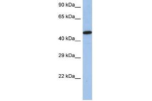WB Suggested Anti-IRF5 Antibody Titration:  0. (IRF5 antibody  (Middle Region))