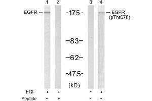 Image no. 1 for anti-Epidermal Growth Factor Receptor (EGFR) (pThr678) antibody (ABIN196925) (EGFR antibody  (pThr678))
