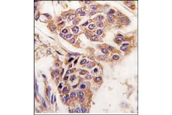 WDYHV1 antibody  (Middle Region)