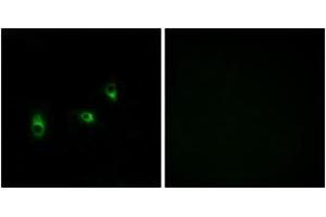 Immunofluorescence analysis of MCF7 cells, using OR10G2 Antibody. (OR10G2 antibody  (AA 241-290))