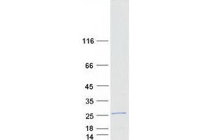 Validation with Western Blot (RIPPLY2 Protein (Myc-DYKDDDDK Tag))