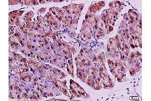 Formalin-fixed and paraffin embedded rat pancreas tissue labeled with Anti-ACE2 Polyclonal Antibody, Unconjugated (ABIN730798) at 1:200, followed by conjugation to the secondary antibody and DAB staining (ACE2 antibody  (AA 601-700))