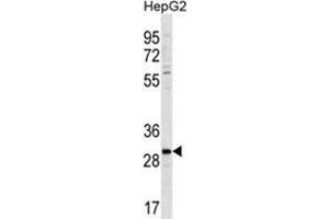 ZDHC3 Antibody (N-term) (AP54631PU-N ) western blot analysis in HepG2 cell line lysates (35 µg/lane). (ZDHHC3 antibody  (N-Term))