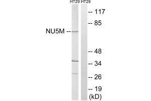 Western blot analysis of extracts from HT-29 cells, using MT-ND5 antibody. (MT-ND5 antibody  (Internal Region))