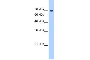 WB Suggested Anti-SF4 Antibody Titration:  0. (Splicing Factor 4 antibody  (N-Term))