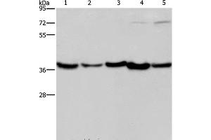 Western Blot analysis of Human fetal liver, Mouse skeletal muscle and heart tissue, Hela and Jurkat cell using DNAJB4 Polyclonal Antibody at dilution of 1:200 (DNAJB4 antibody)