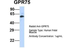 Host:  Rabbit  Target Name:  GPR75  Sample Type:  Human Fetal Muscle  Antibody Dilution:  1. (GPR75 antibody  (Middle Region))