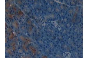 Detection of gGT1 in Mouse Pancreas Tissue using Polyclonal Antibody to Gamma-Glutamyltransferase 1 (gGT1) (GGT1 antibody  (AA 296-537))