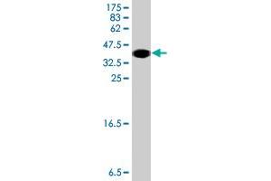 Western Blot detection against Immunogen (34. (DYNLL2 antibody  (AA 1-72))