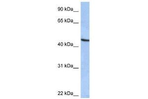 ZNF766 antibody used at 0. (ZNF766 antibody  (C-Term))