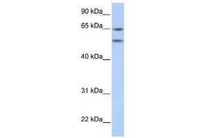 HTR2A antibody (70R-10551) used at 0. (HTR2A antibody  (N-Term))