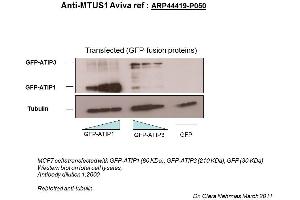Image no. 3 for anti-Microtubule Associated Tumor Suppressor 1 (MTUS1) (Middle Region) antibody (ABIN502510) (MTUS1 antibody  (Middle Region))