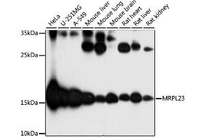 Western blot analysis of extracts of various cell lines, using MRPL23 antibody (ABIN7268564) at 1:1000 dilution.