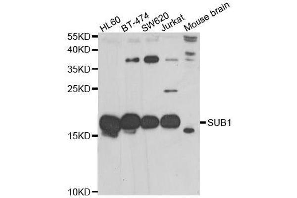 SUB1 anticorps  (AA 1-127)