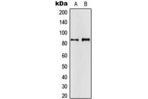Western blot analysis of APBA2 expression in H4 (A), HeLa (B) whole cell lysates.