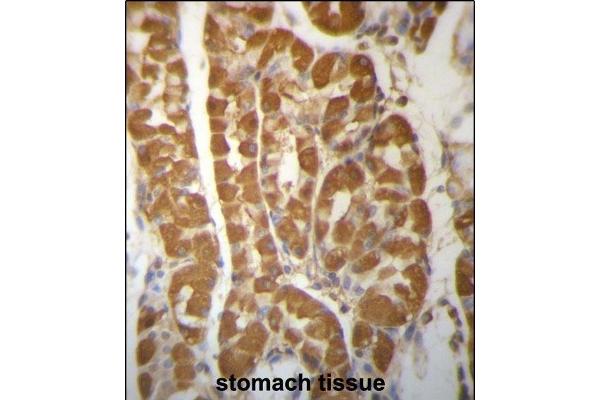LAMTOR2 antibody  (AA 41-70)